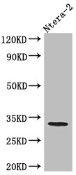 Caspase-3 Antibody (6B2) - Pro