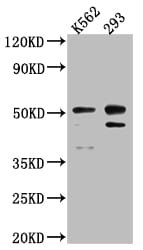 Caspase-2 Antibody (3D4)