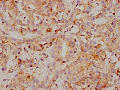 Carbonic Anhydrase IX/CA9 Antibody (4F12)
