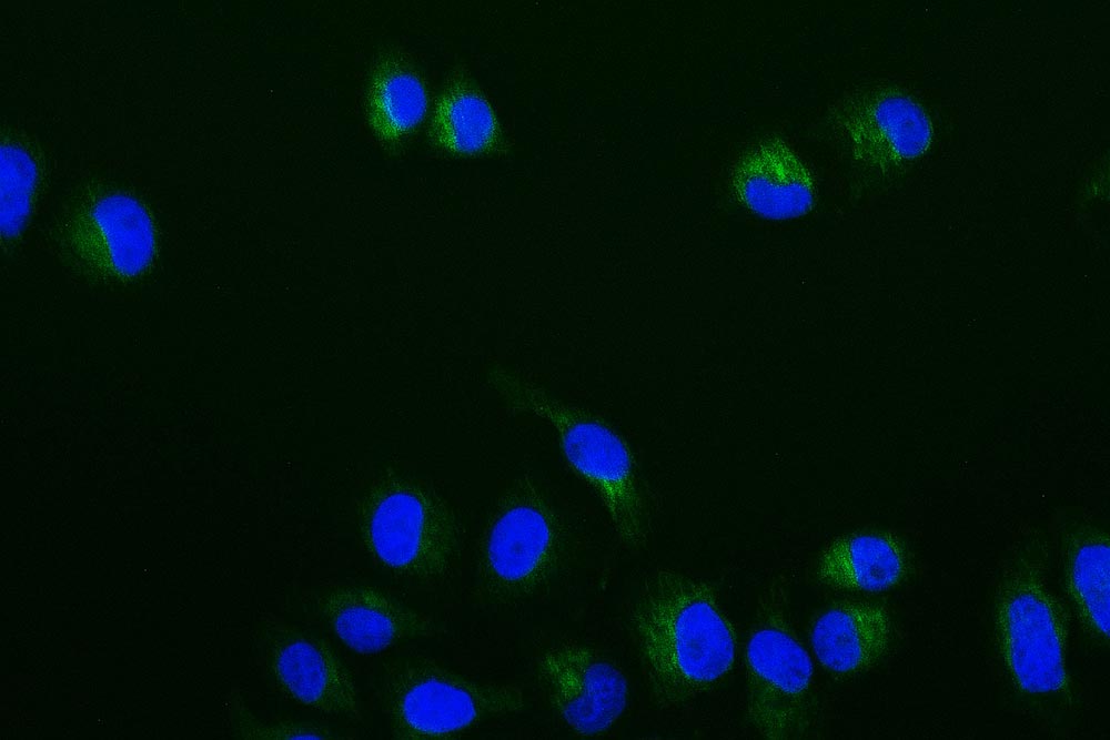 BMP-4 Antibody (19B7)