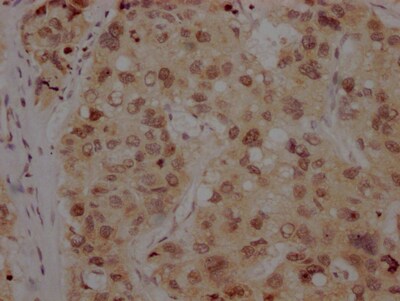 BMI-1 Antibody (1F2)