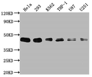BMI-1 Antibody (1F2)