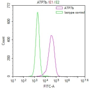 ATP7b Antibody (36D12)