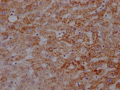 ATP5A Antibody (5G11)