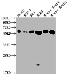 ATP5A Antibody (5G11)