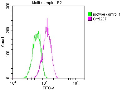 ATM Antibody (3G11)