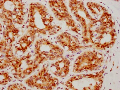 ATF4 Antibody (9E1)