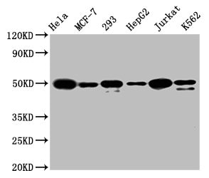 ATF4 Antibody (9E1)