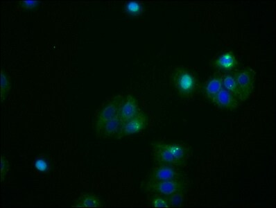 ATF4 Antibody (9E1)