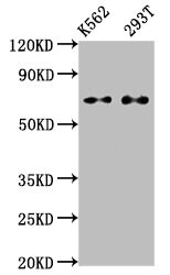ATF2 Antibody (3D12)