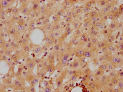 Apolipoprotein A-II/ApoA2 Antibody (6H2)