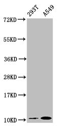 Apolipoprotein A-II/ApoA2 Antibody (6H2)