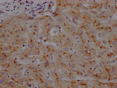 Aminopeptidase N/CD13 Antibody (6E9)