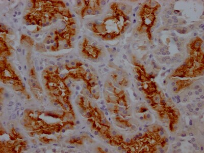 Aminopeptidase N/CD13 Antibody (6E9)