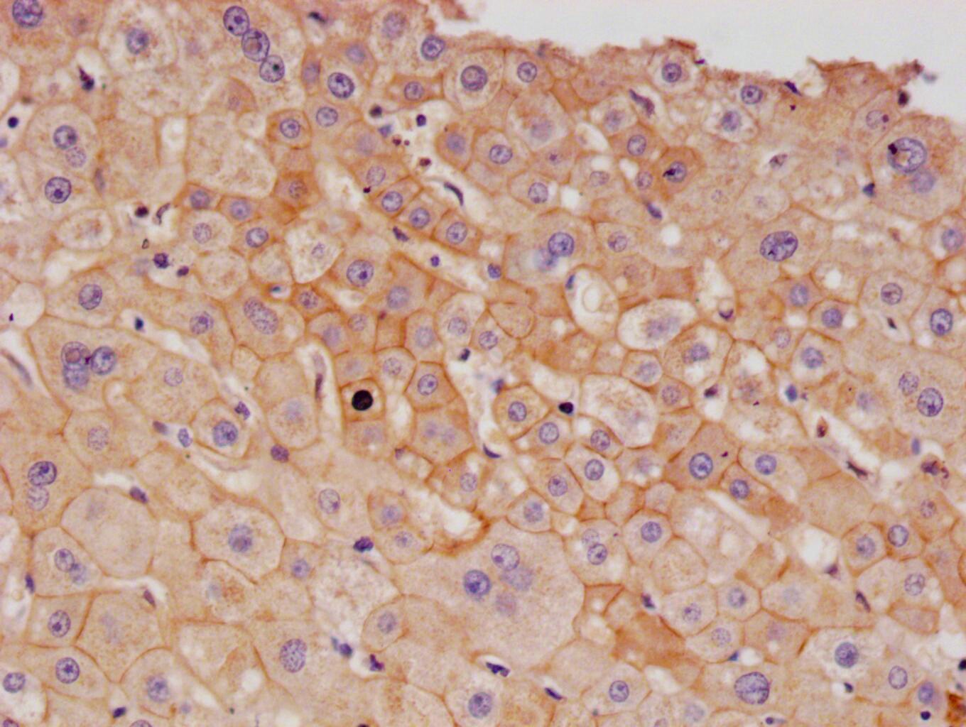 ALCAM/CD166 Antibody (21B9)