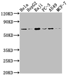 Alas1 Antibody (2A9)