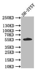 AKT1/2/3 Antibody (16E10)