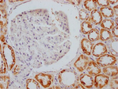 AIF Antibody (4B2)