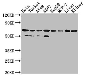 AIF Antibody (4B2)