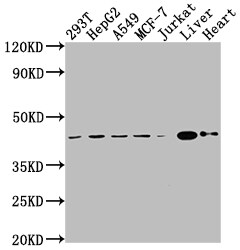 AGTR-2 Antibody (6C7)