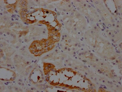 Serpin A8/Angiotensinogen Antibody (8A9)