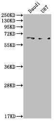 ALK-1 Antibody (8B6)