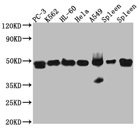 ACTR3 Antibody (7E5)