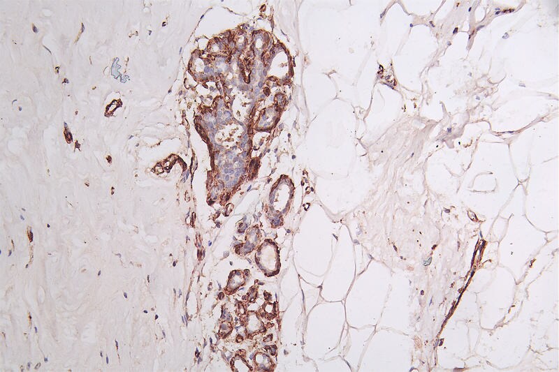 Actin Antibody (4C1)