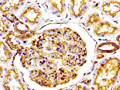 Actin Antibody (25E3)