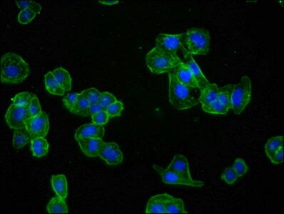 Actin Antibody (25E3)