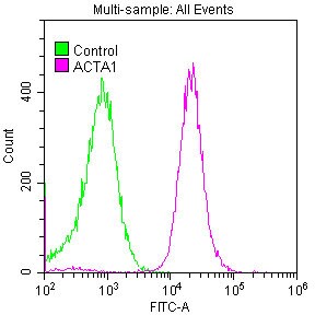 Actin Antibody (25E3)