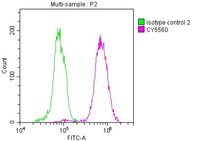 ATP Citrate Lyase Antibody (3A5)
