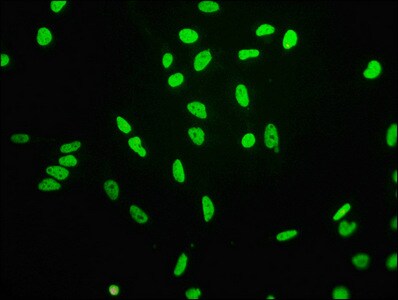 Histone H3.1 [ac Lys4] Antibody (4H6)