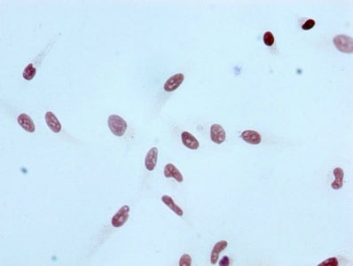 Histone H3.1 [ac Lys4] Antibody (4H6)