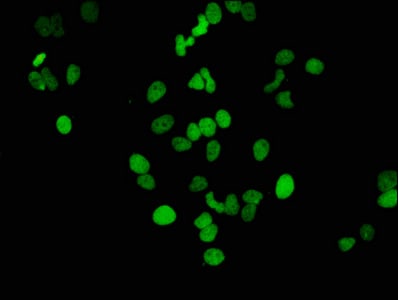 Histone H3.1 [ac Lys14] Antibody (3H3)