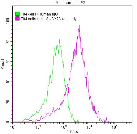 GUCY2C Antibody (2E5)