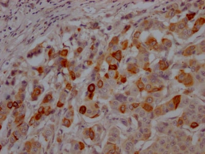 GSK-3 beta Antibody (9G11)