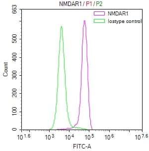 NMDAR1 Antibody (24F5)