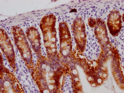 A33/GPA33 Antibody (4H4)