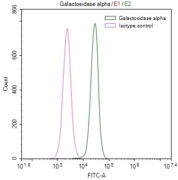 alpha-Galactosidase A/GLA Antibody (30H11)