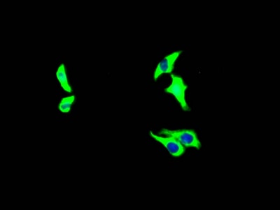 Growth Hormone R Antibody (10C11)