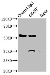 GDNF Antibody (11D2)