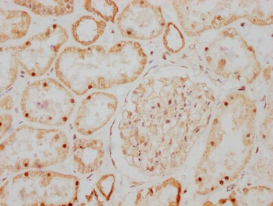 GDNF Antibody (11D2)