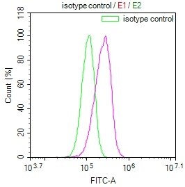 GALT Antibody (19E1)