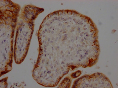 Furin Antibody (1C3)