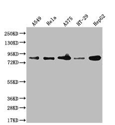 Furin Antibody (1C3)