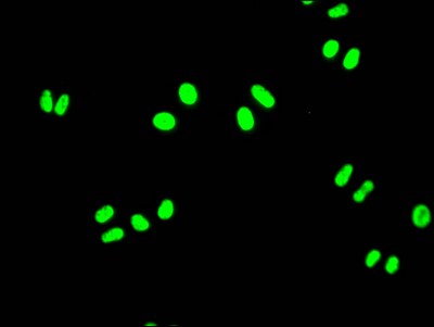 FUBP1 Antibody (7C3)
