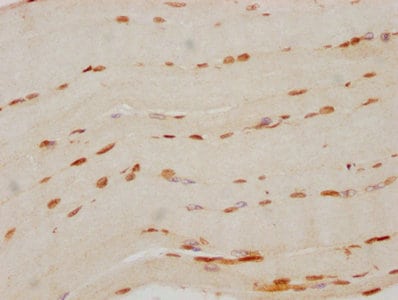 FTO Antibody (4G9)