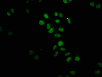 FTO Antibody (4G9)