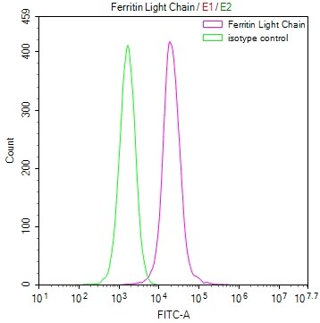 Ferritin Light Chain Antibody (12D12)